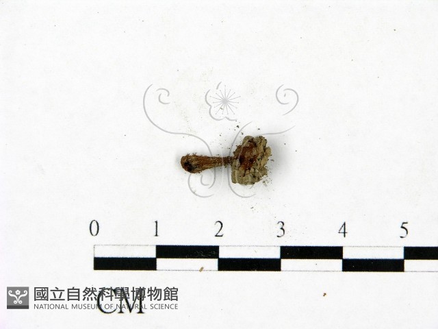 登錄號:F0023421藏品圖，第3張