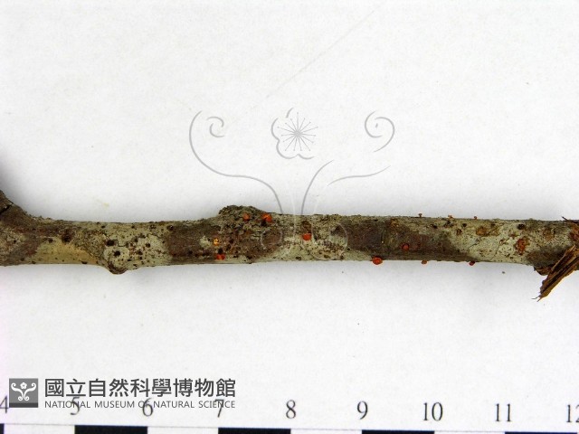 登錄號:F0003421藏品圖，第3張