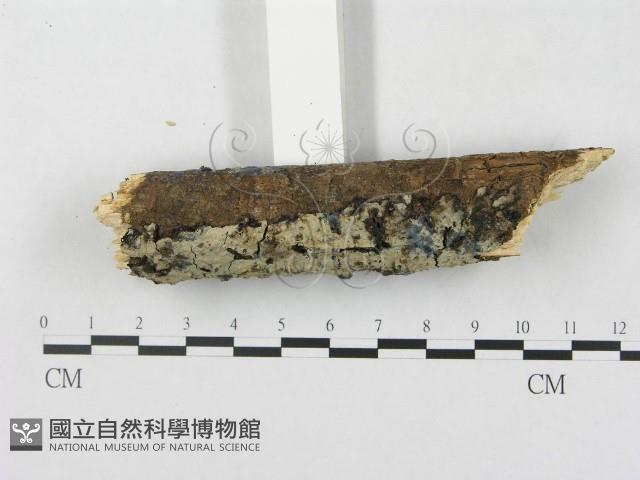 登錄號:F0018721藏品圖，第3張
