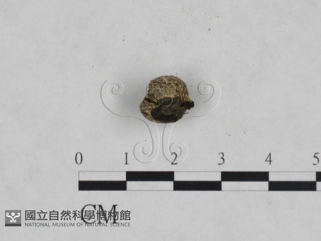 登錄號:F0000721藏品圖，第3張