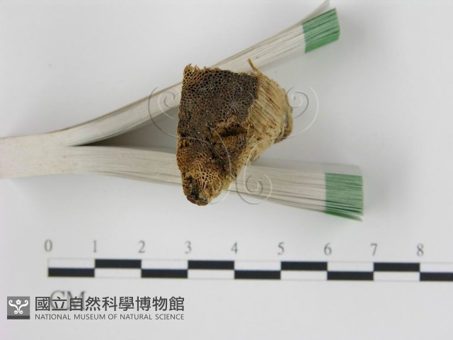 登錄號:F0006721藏品圖，第3張