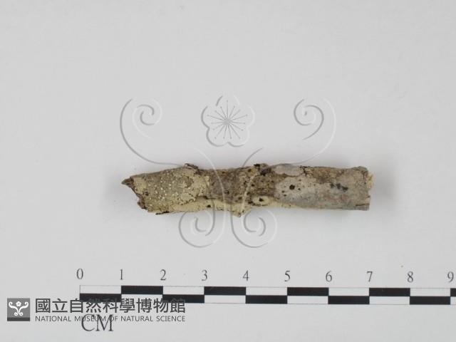 剛毛絲皮菌藏品圖，第3張