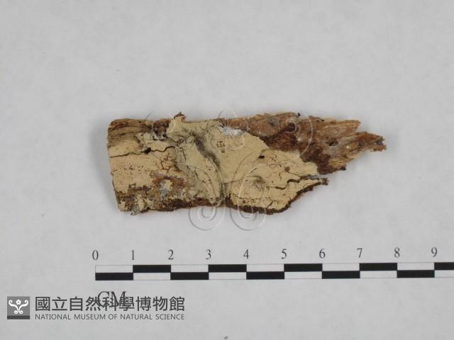 登錄號:F0024721藏品圖，第3張