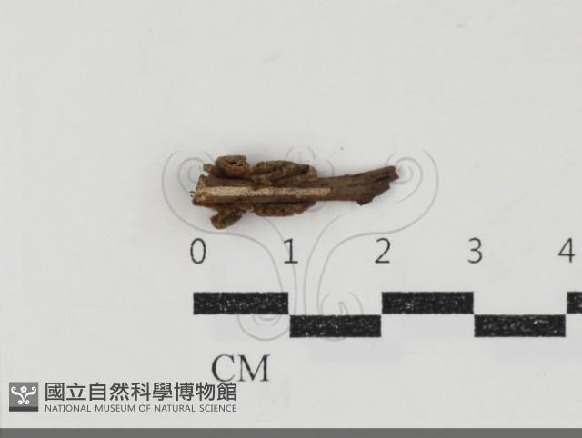 登錄號:F0034721藏品圖，第3張