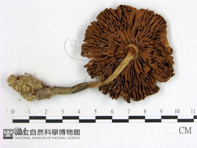 登錄號:F0012721藏品圖，第3張