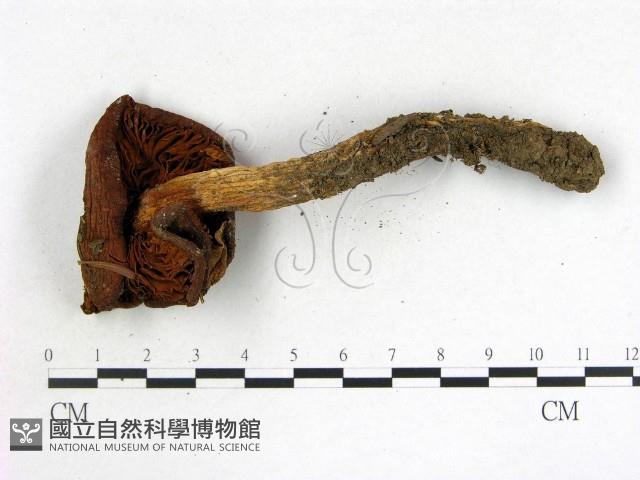 登錄號:F0017721藏品圖，第3張