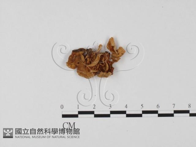 小菇屬藏品圖，第3張