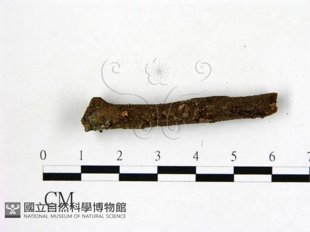 登錄號:F0015721藏品圖，第3張
