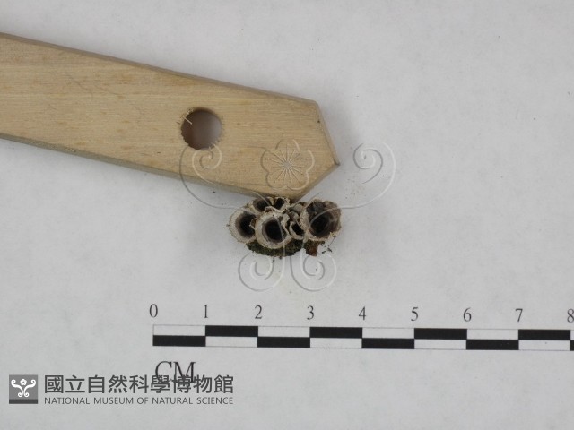糞生黑蛋巢菌藏品圖，第3張