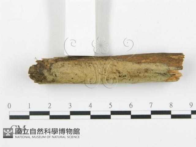 登錄號:F0013721藏品圖，第3張