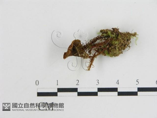 登錄號:F0008521藏品圖，第3張