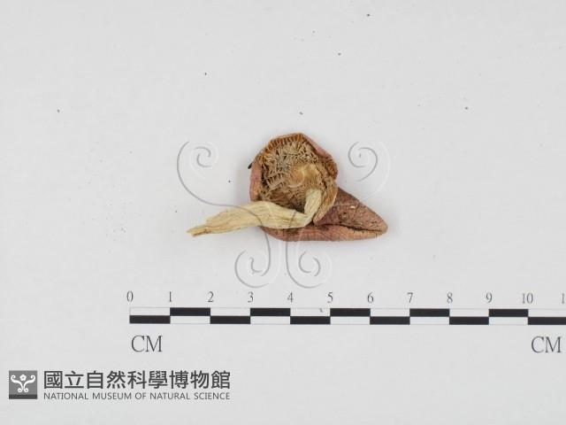 登錄號:F0024521藏品圖，第3張