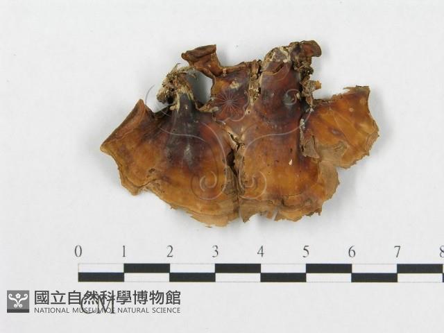 登錄號:F0004521藏品圖，第3張