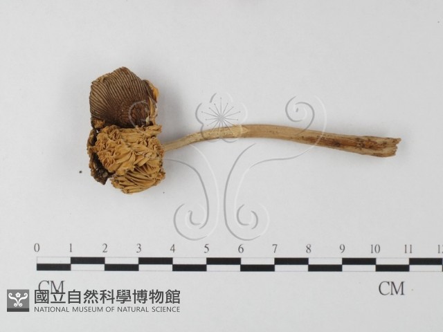 登錄號:F0014521藏品圖，第3張