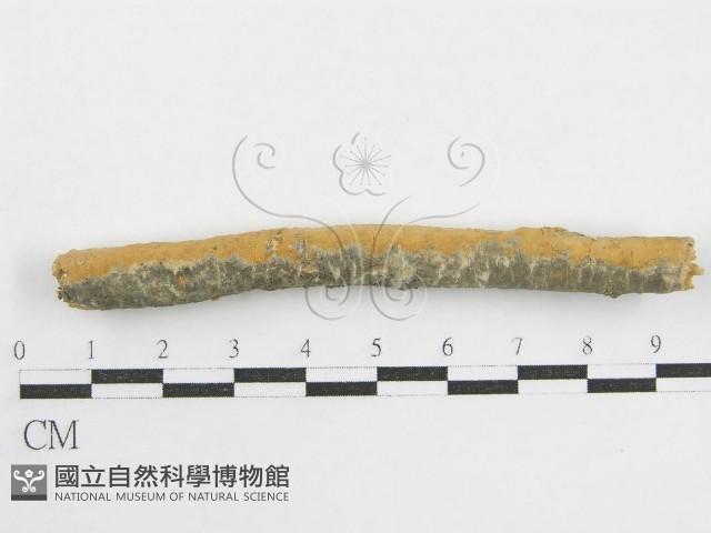 登錄號:F0002521藏品圖，第3張