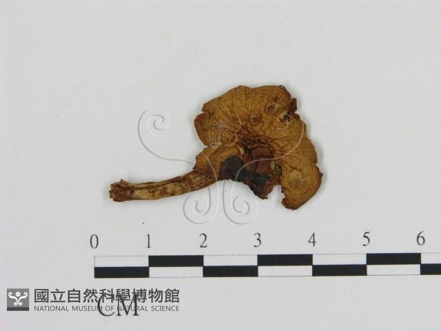 登錄號:F0012521藏品圖，第3張