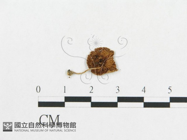 登錄號:F0007521藏品圖，第3張