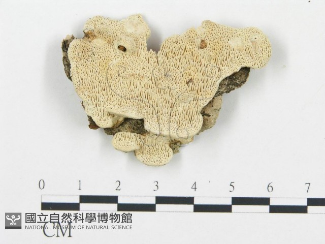 登錄號:F0017521藏品圖，第1張