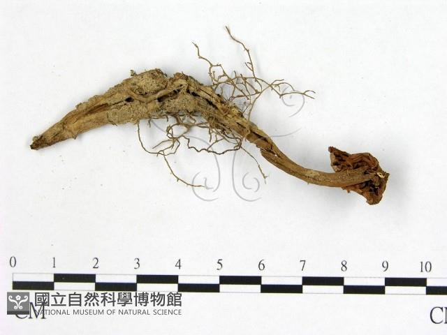 登錄號:F0005521藏品圖，第3張