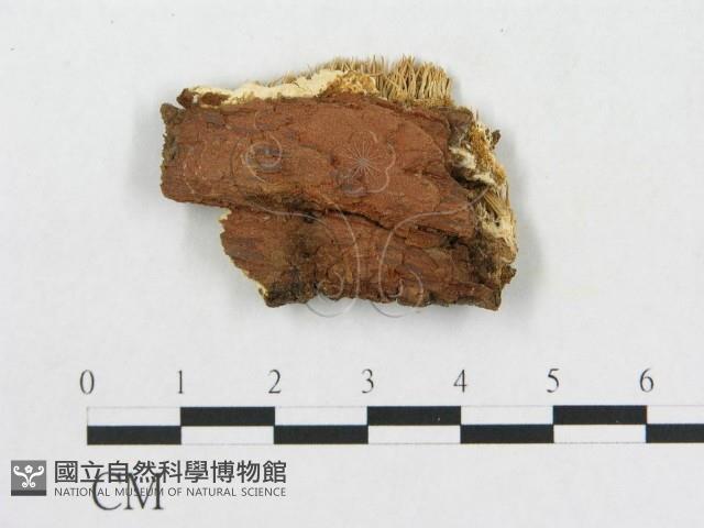 登錄號:F0009521藏品圖，第3張