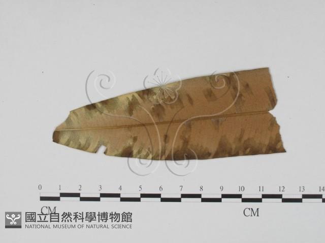 登錄號:F0019521藏品圖，第3張
