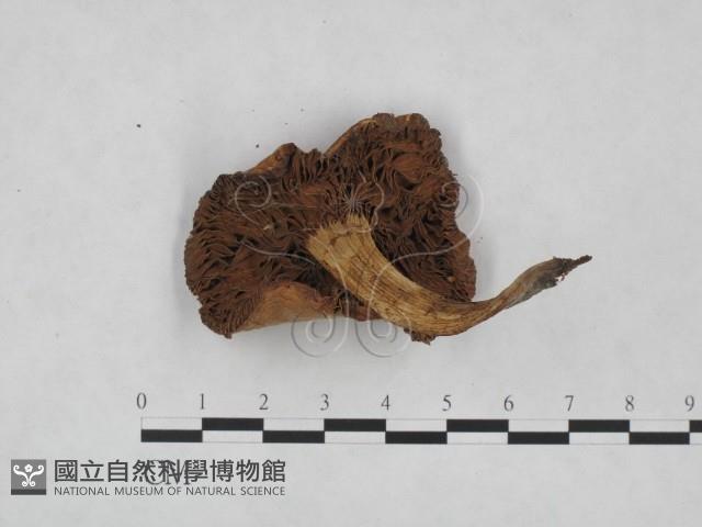 登錄號:F0023521藏品圖，第3張
