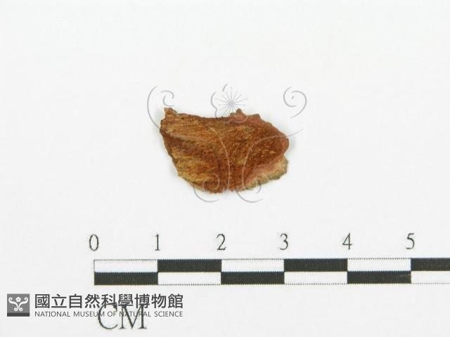 登錄號:F0013521藏品圖，第3張