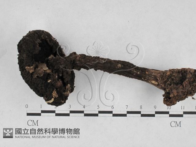 登錄號:F0028121藏品圖，第3張