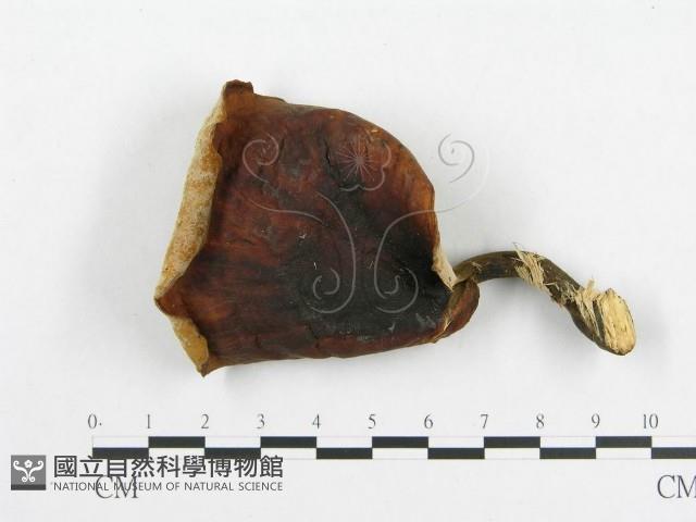 登錄號:F0008121藏品圖，第3張