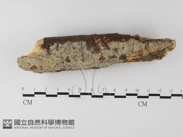 登錄號:F0020121藏品圖，第3張