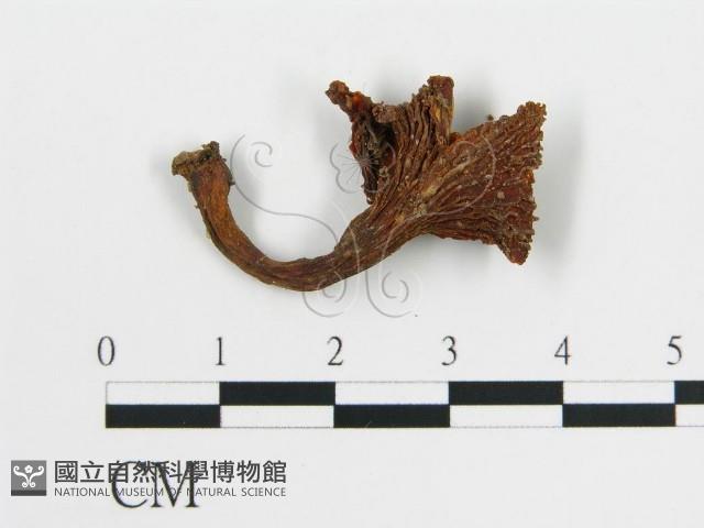 雞油菌屬藏品圖，第3張