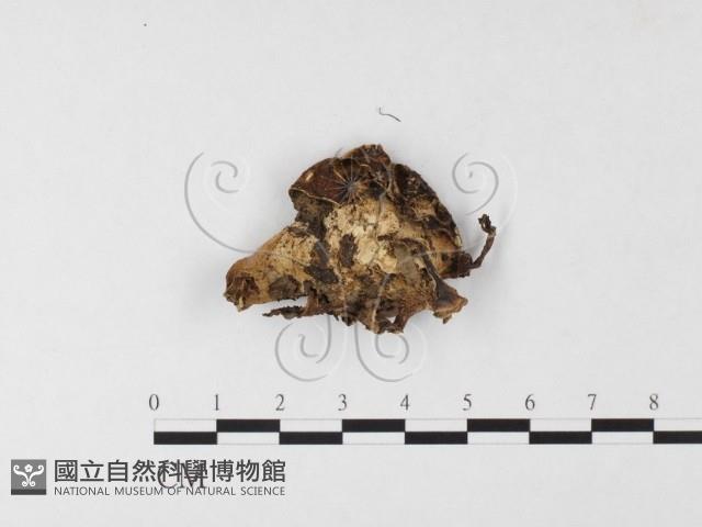 登錄號:F0026121藏品圖，第3張