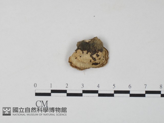 栓菌屬藏品圖，第3張