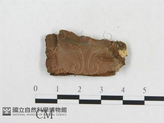 登錄號:F0014121藏品圖，第3張