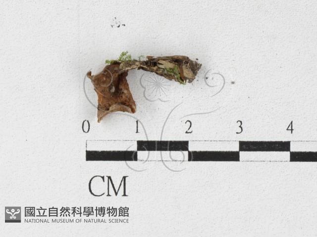 登錄號:F0027121藏品圖，第3張