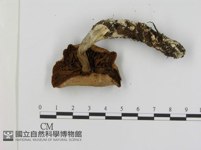 登錄號:F0017121藏品圖，第3張