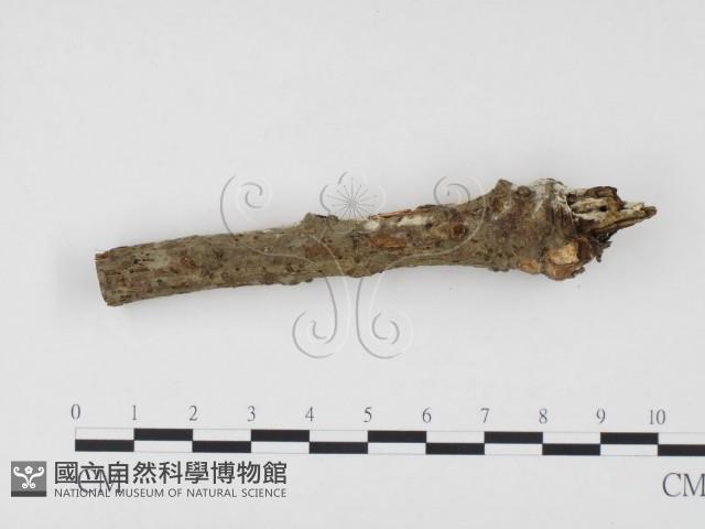 冇骨消絲齒菌藏品圖，第3張