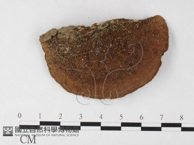 登錄號:F0026021藏品圖，第3張