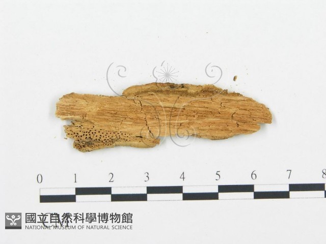 登錄號:F0006021藏品圖，第3張