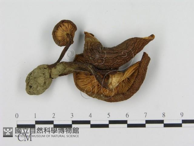 登錄號:F0016021藏品圖，第3張