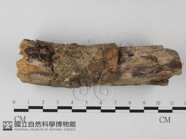 登錄號:F0001021藏品圖，第1張