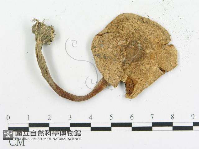 傘菌屬藏品圖，第3張