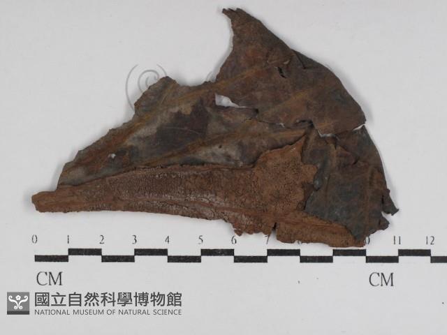 登錄號:F0031021藏品圖，第1張