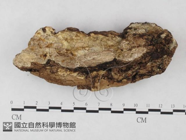 牛樟芝藏品圖，第3張