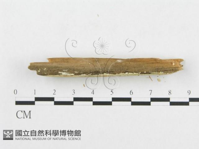 登錄號:F0014021藏品圖，第3張