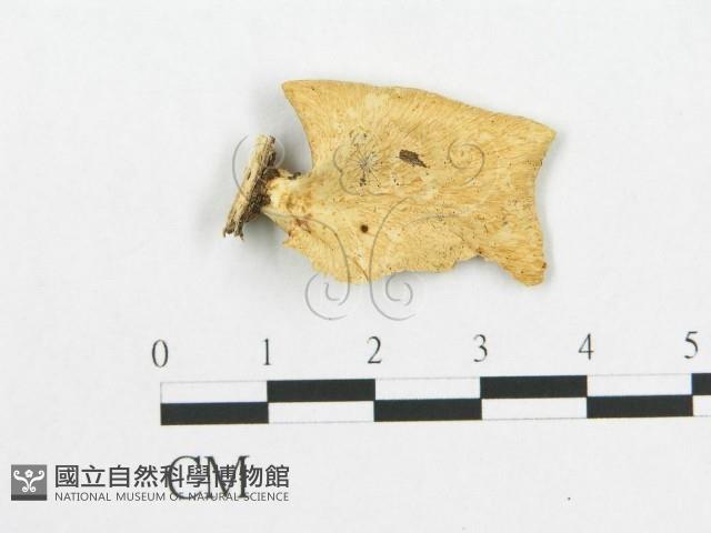登錄號:F0007021藏品圖，第3張