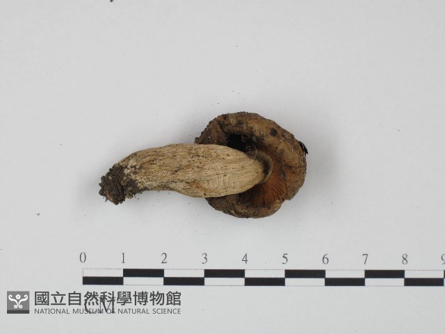 紅菇屬藏品圖，第3張