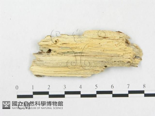 登錄號:F0005021藏品圖，第3張