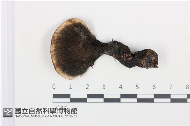 登錄號:F0035021藏品圖，第3張