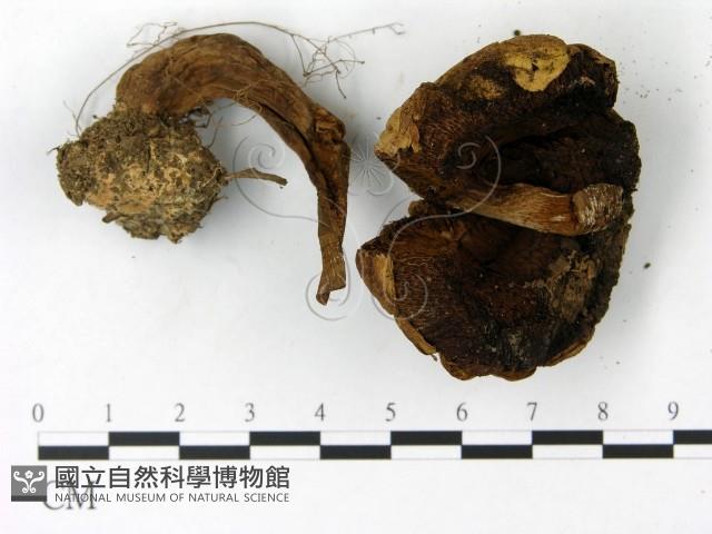 登錄號:F0023021藏品圖，第3張